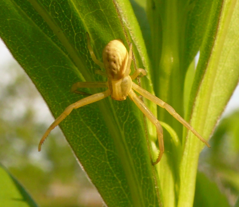 Runcinia grammica