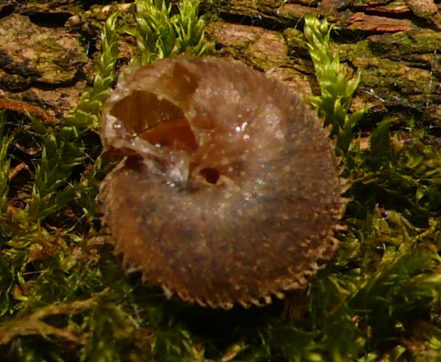 Sotto i ricci(oli) ci sono Ciliella ciliata