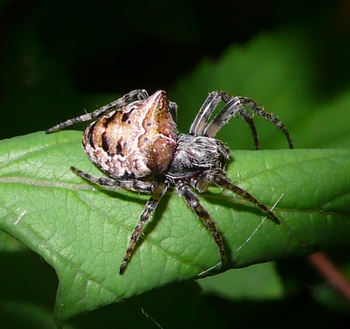 Gibbaranea sp.