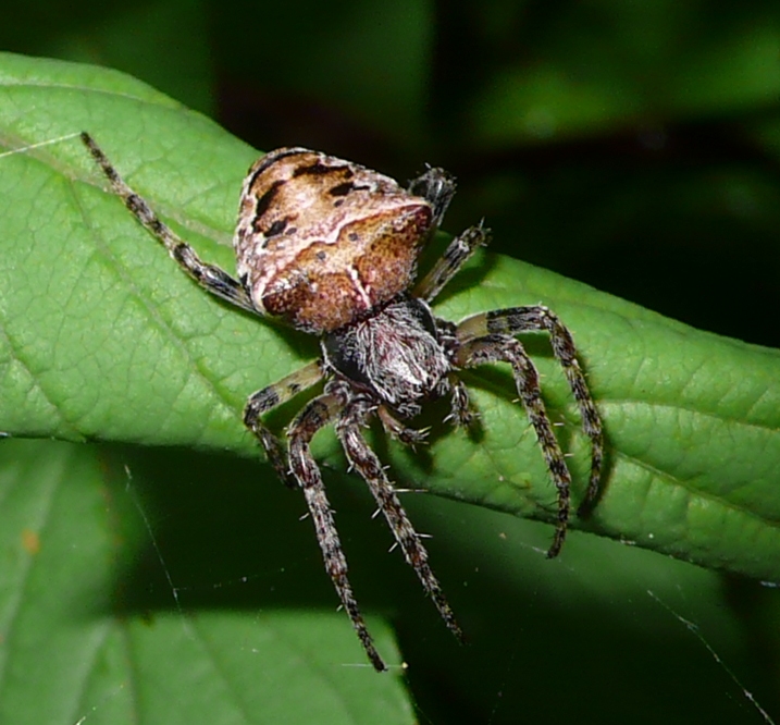 Gibbaranea sp.