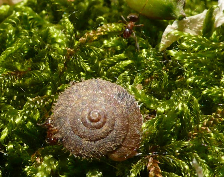 Sotto i ricci(oli) ci sono Ciliella ciliata