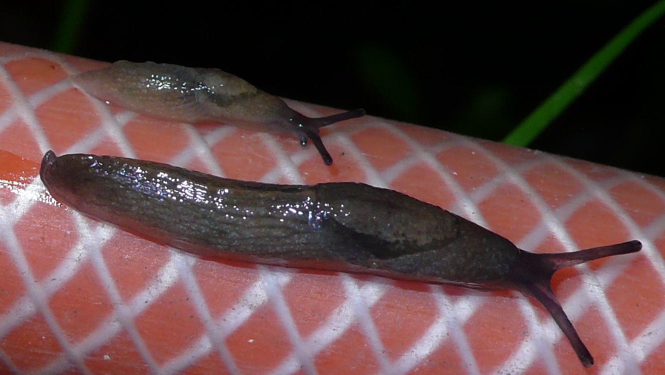 Piccole limacce da identificare