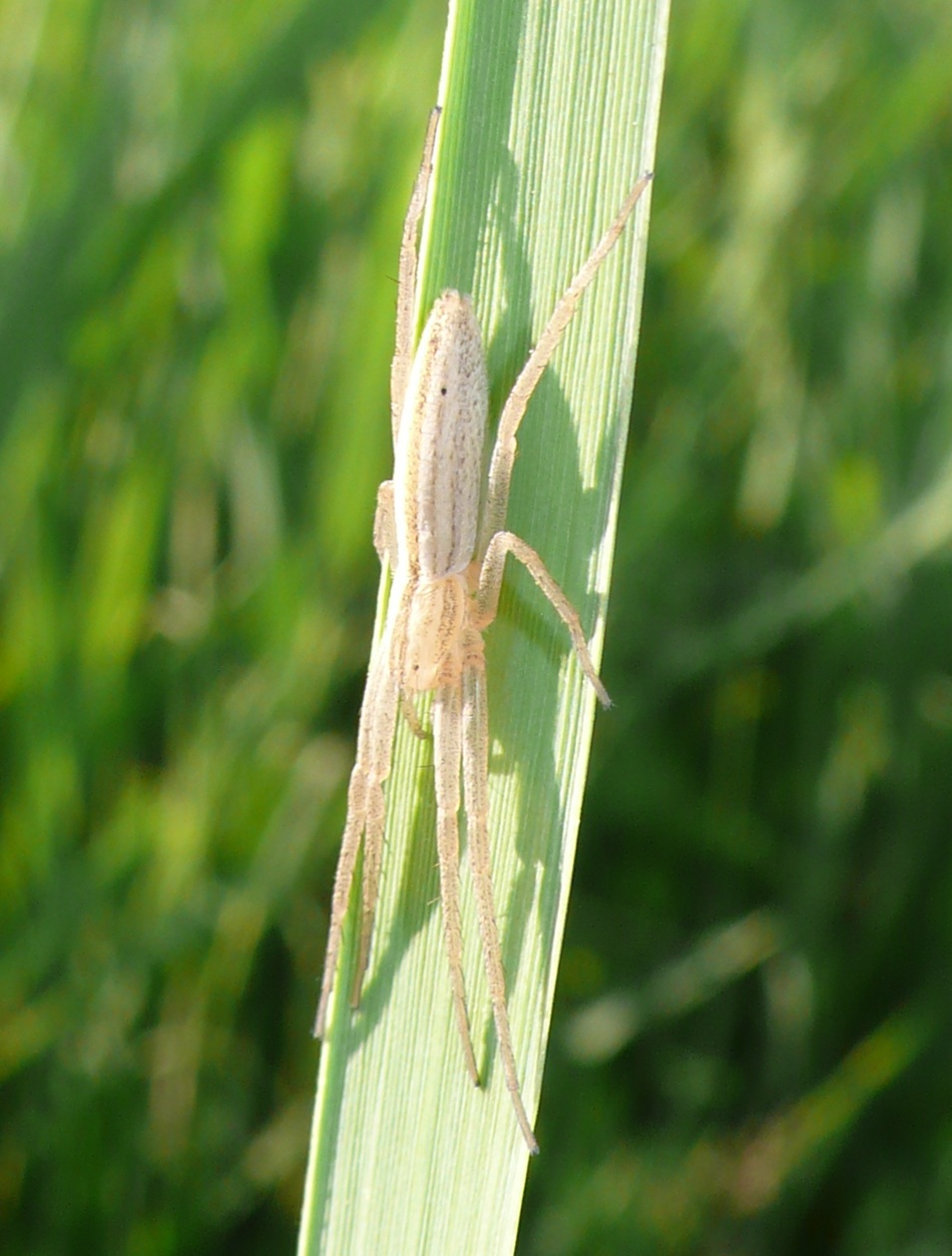 Tibellus oblongus; Pisaura sp.