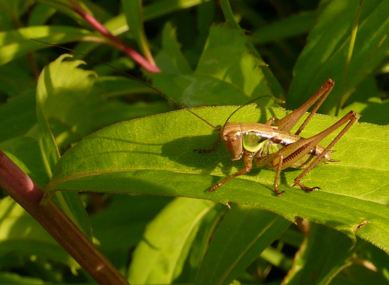 Roeseliana sp. (ninfe)