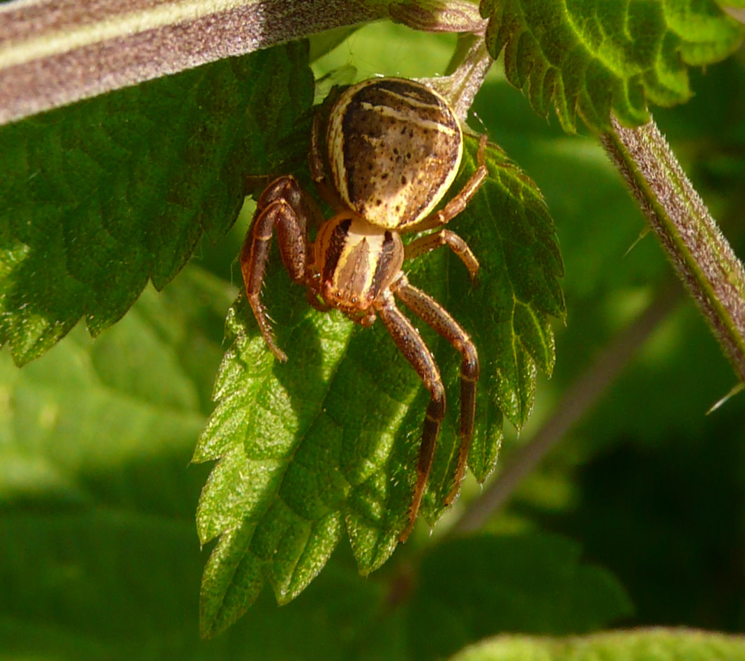 Xysticus sp.
