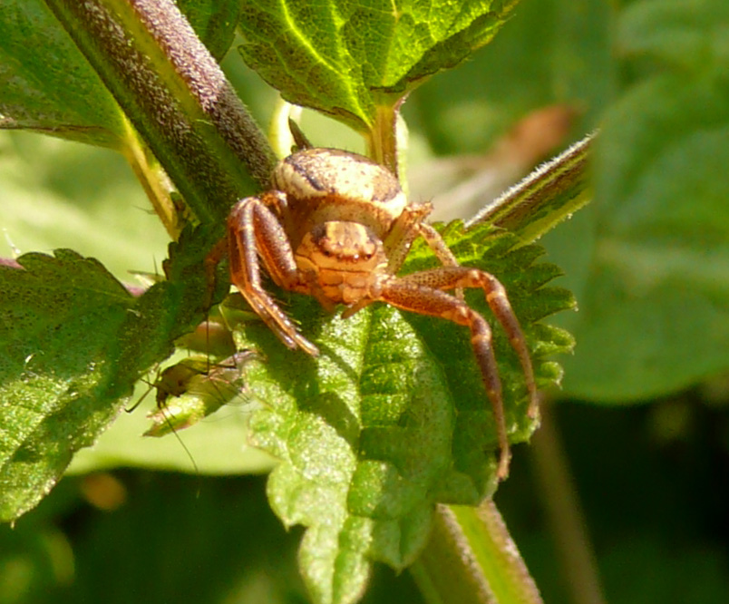 Xysticus sp.