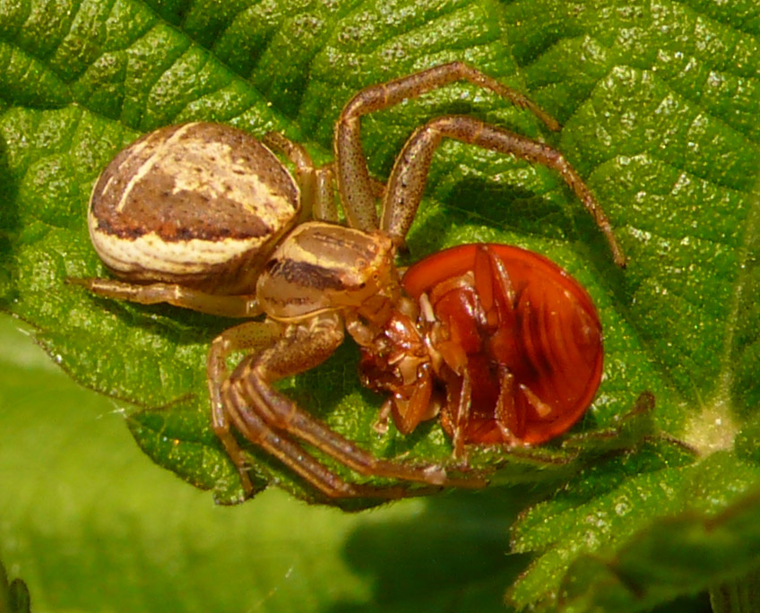 Xysticus sp.