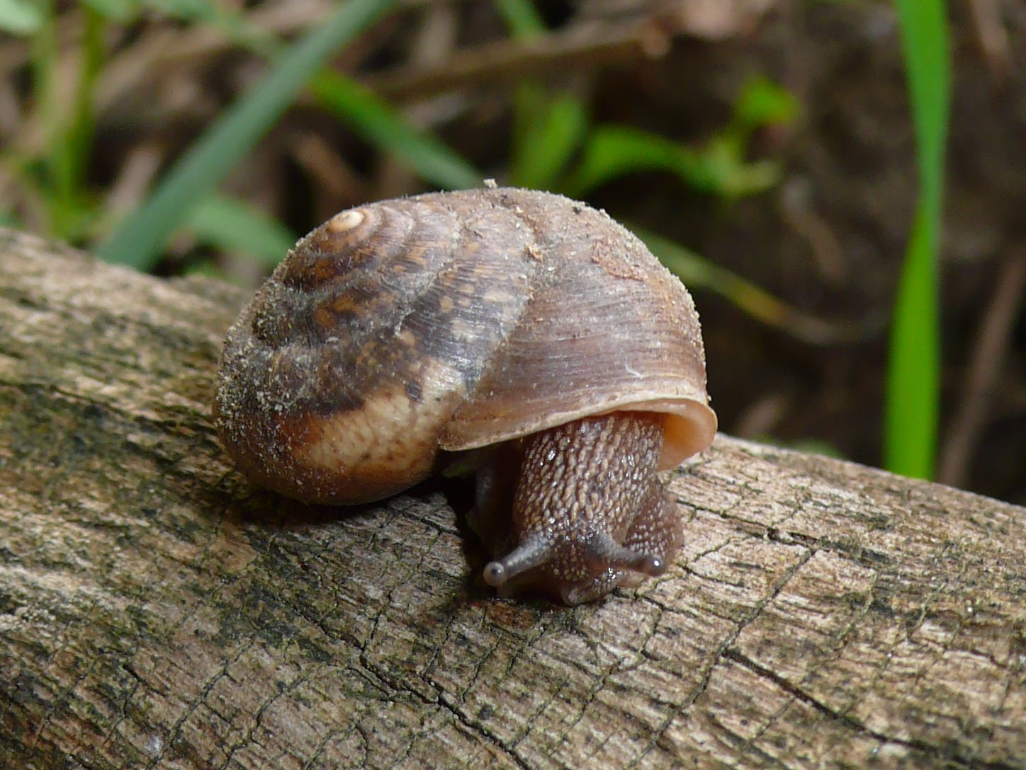 M. incarnatus? no, Euomphalia strigella?