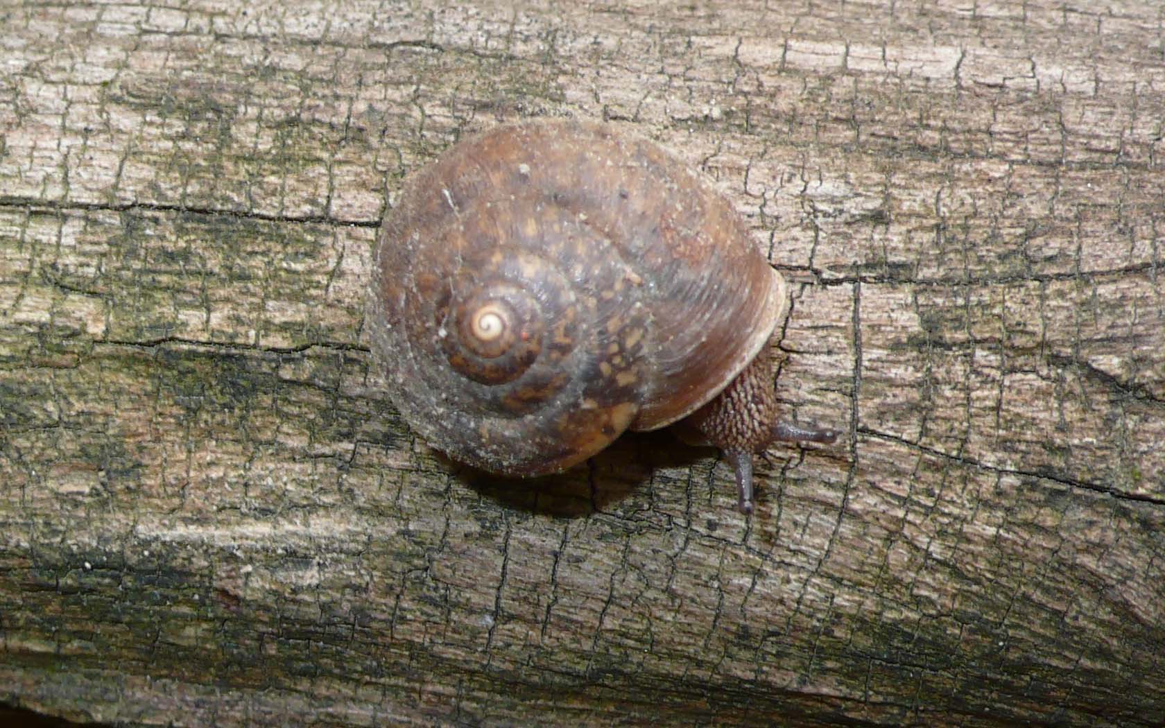 M. incarnatus? no, Euomphalia strigella?