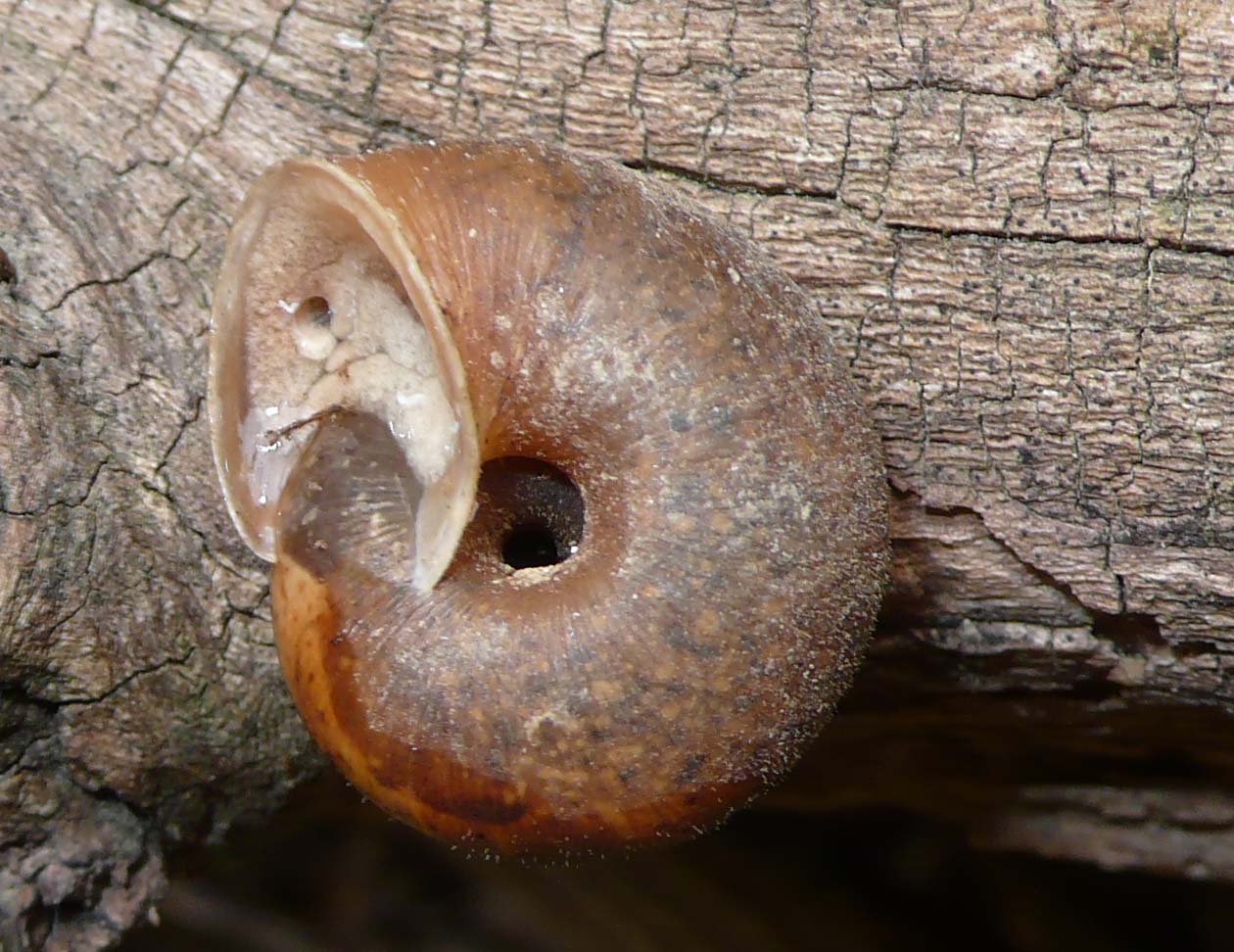 M. incarnatus? no, Euomphalia strigella?