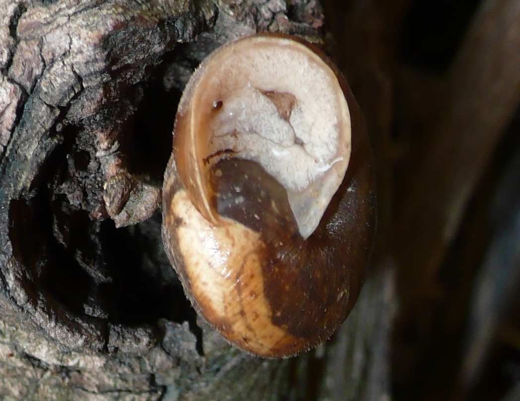 M. incarnatus? no, Euomphalia strigella?