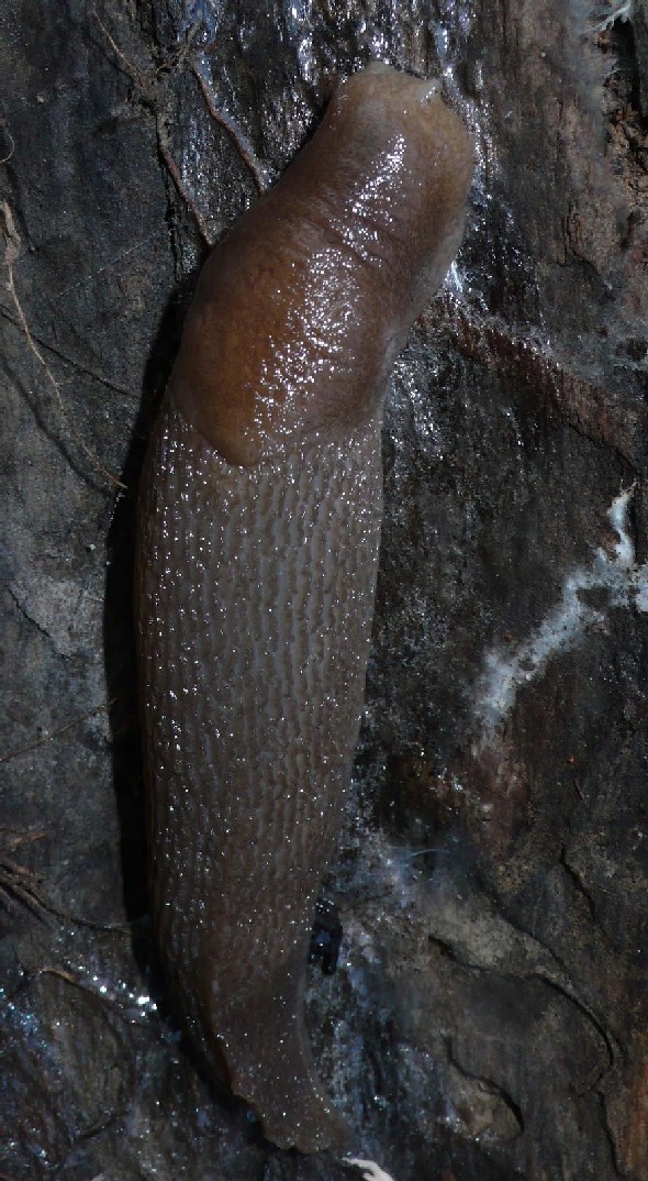 Limax dacampi (?) da Stagno Lombardo (CR).