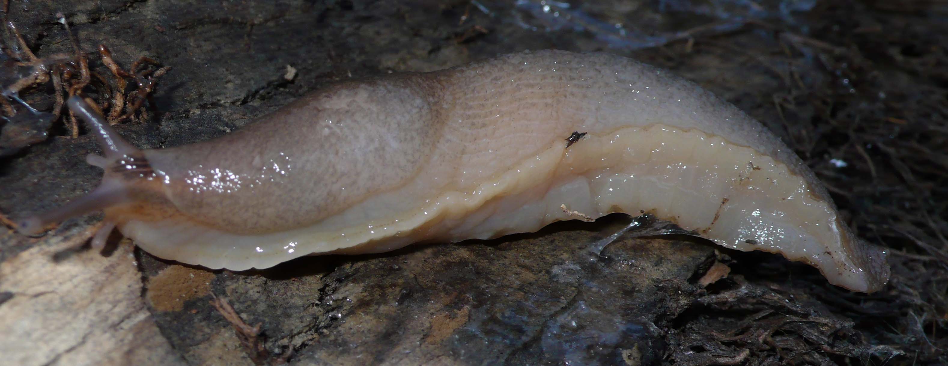 Limax dacampi (?) da Stagno Lombardo (CR).