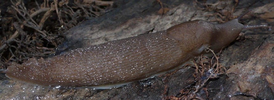 Limax dacampi (?) da Stagno Lombardo (CR).