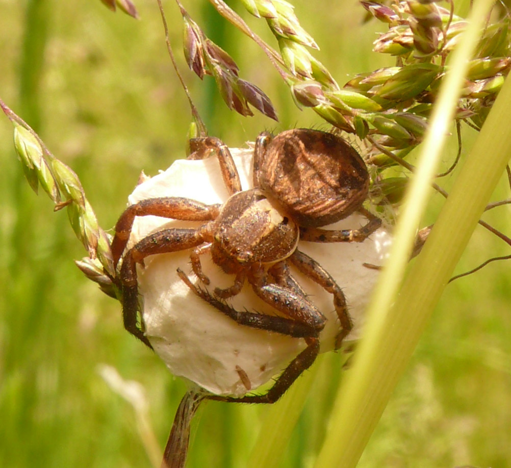Xysticus sp.