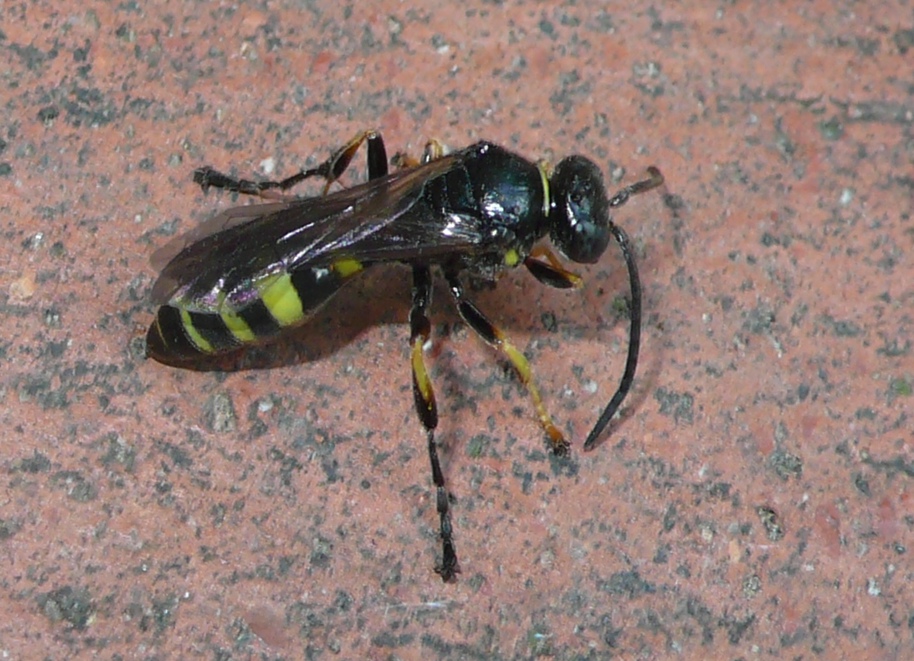 Vespine interrate: Gorytes sp (Crabronidae)