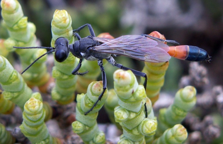 Spagna: La regione  de Monegros, paradiso entomologico