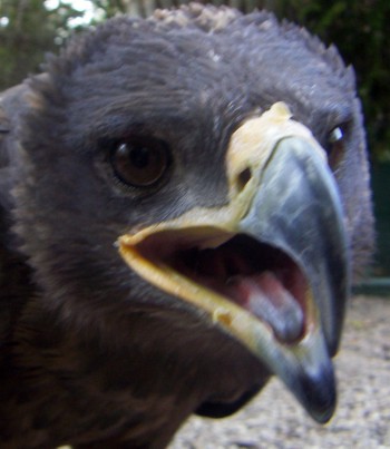 Avifauna humor
