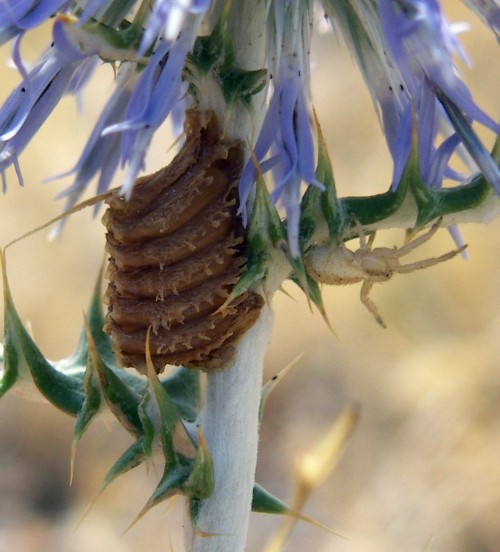 Spagna: La regione  de Monegros, paradiso entomologico