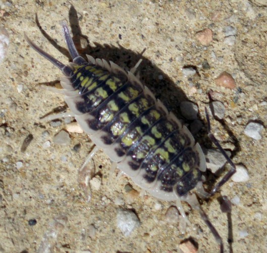 Porcellio sp.