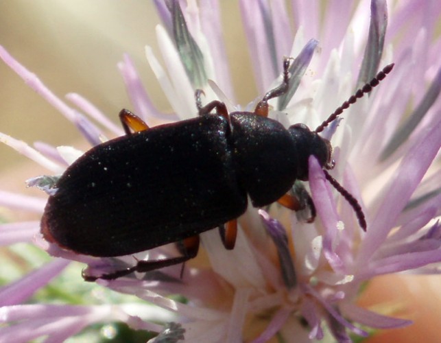 Identificazione Alleculinae di Mlaga, Espagne