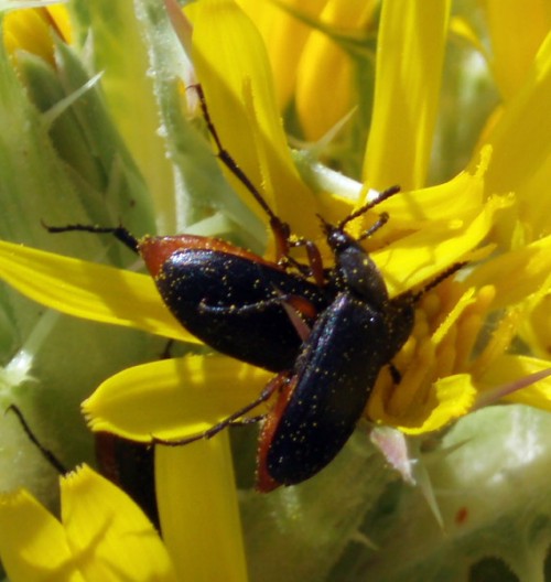 Identificazione Alleculinae di Mlaga, Espagne