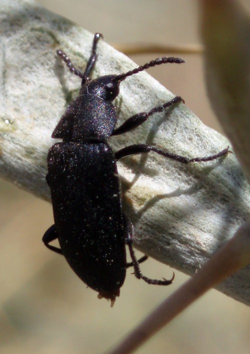 Identificazione Alleculinae di Mlaga, Espagne