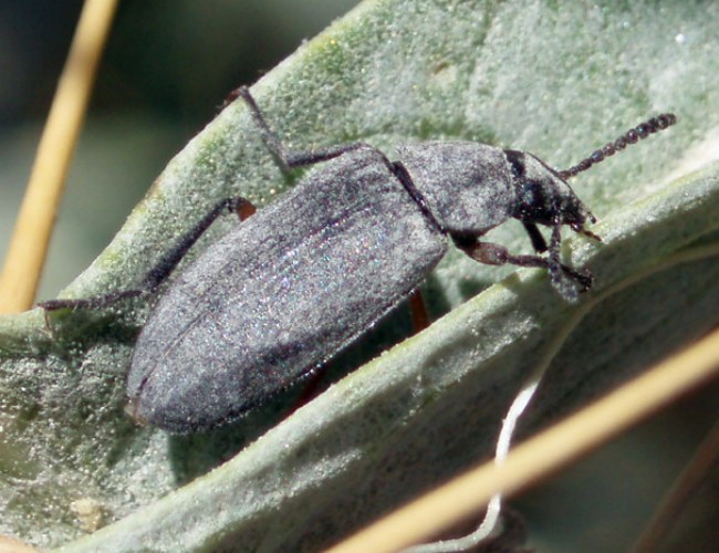 Identificazione Alleculinae di Mlaga, Espagne