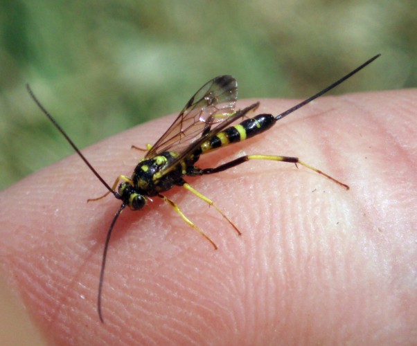 Spagna: La regione  de Monegros, paradiso entomologico