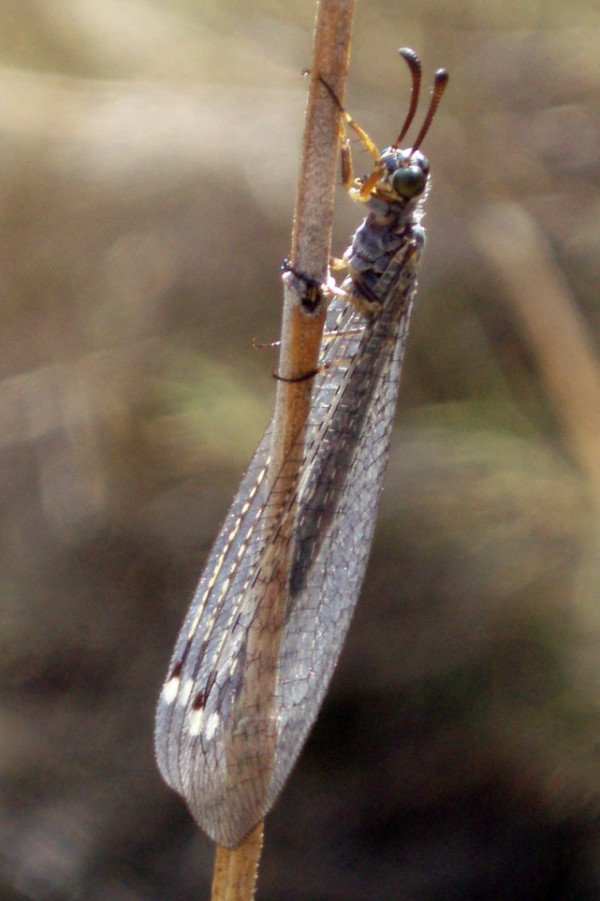 Myrmeleon cfr gerlindae