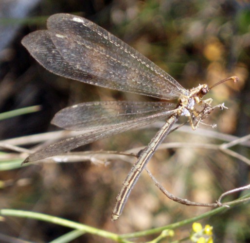 Femmina di Macronemurus appendiculatus