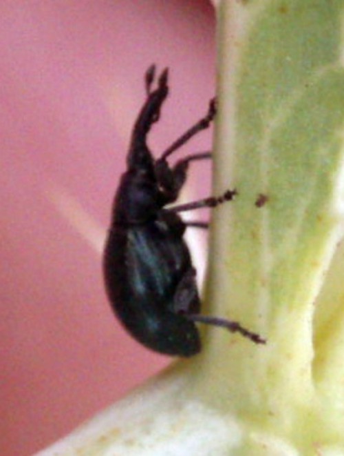 Apionidae da determinare