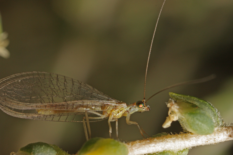 Dichochrysa sp.