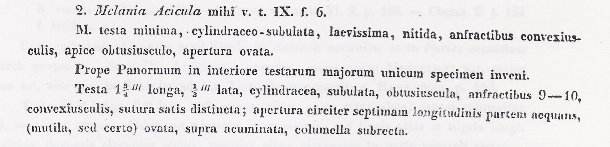 Il genere Eulimella in Mar Mediterraneo (Pyramidellidae)