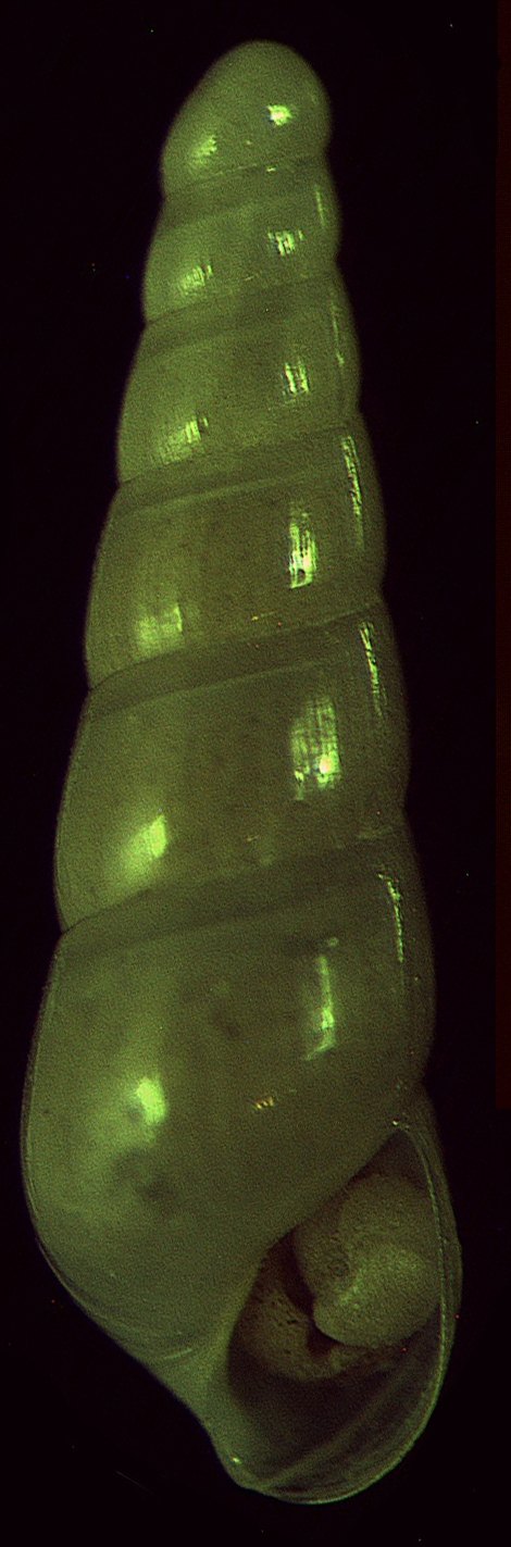 Il genere Eulimella in Mar Mediterraneo (Pyramidellidae)