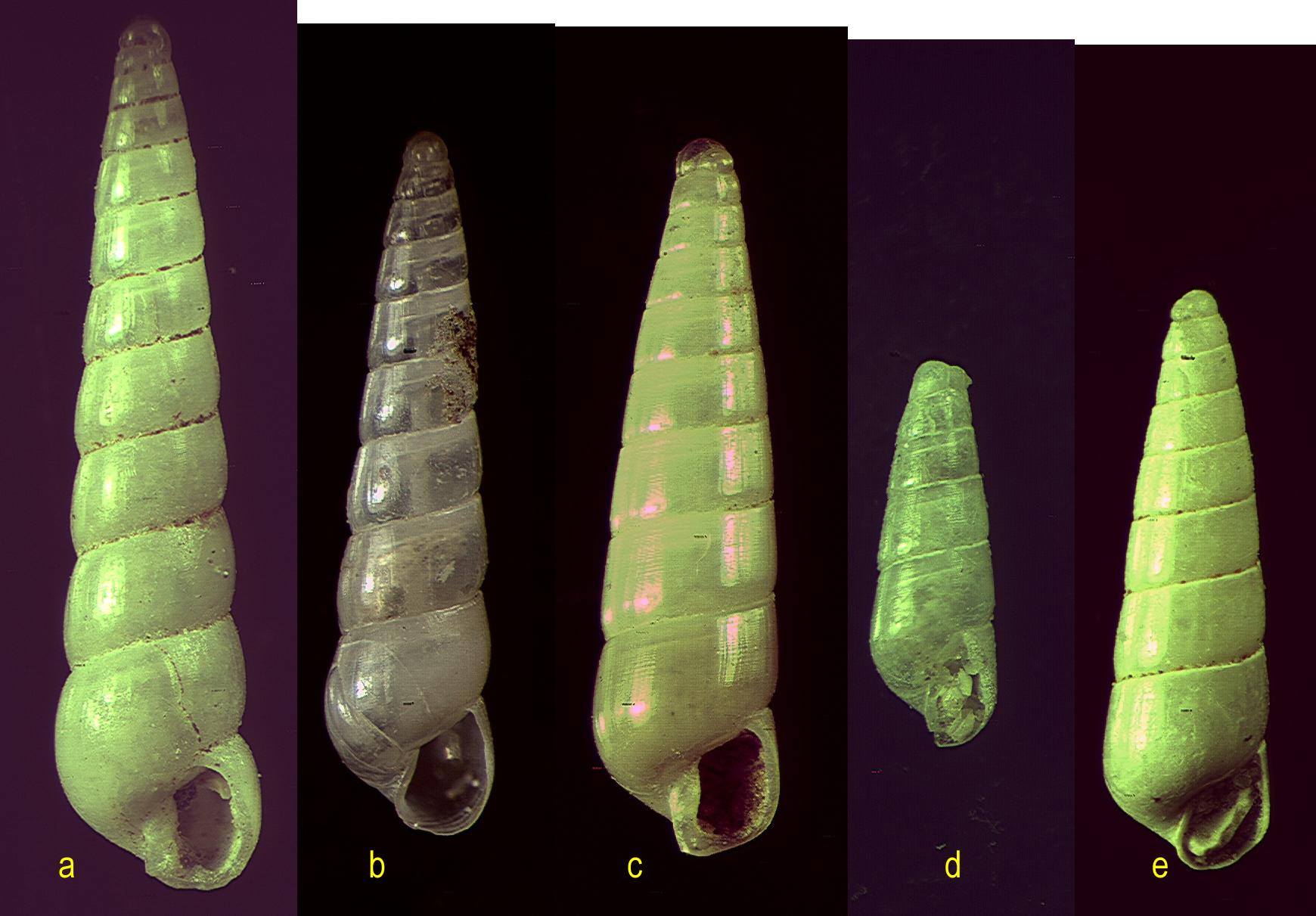 Il genere Eulimella in Mar Mediterraneo (Pyramidellidae)