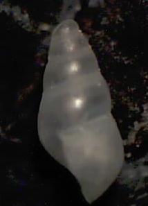 Odostomia kromi? Tarifa ariva