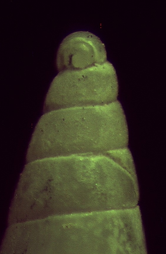 Il genere Eulimella in Mar Mediterraneo (Pyramidellidae)