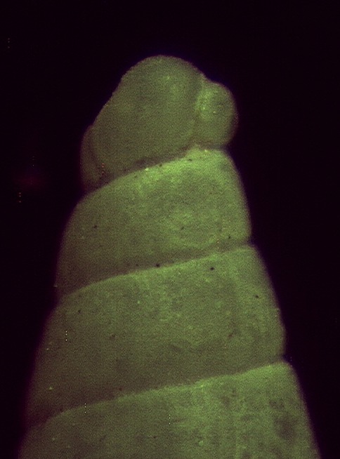 Il genere Eulimella in Mar Mediterraneo (Pyramidellidae)