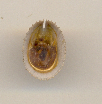 Emarginula???