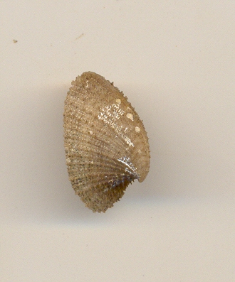 Emarginula???