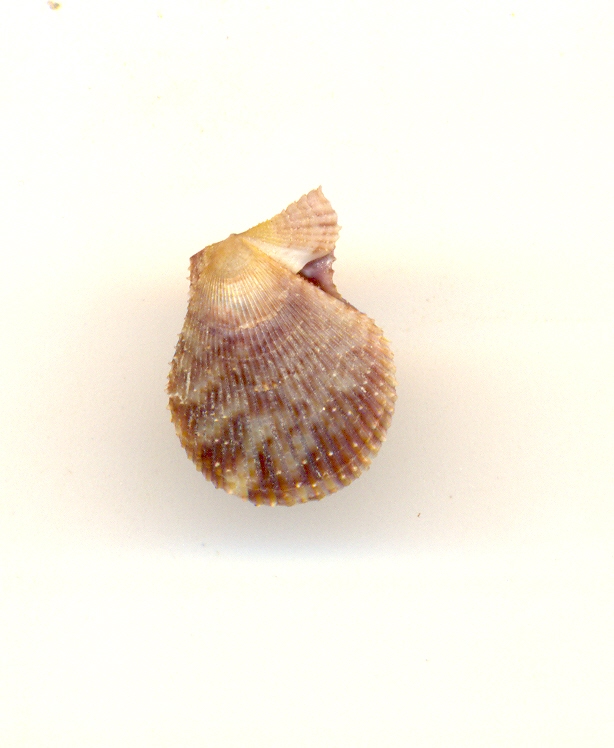 Chlamys varia juvenile???