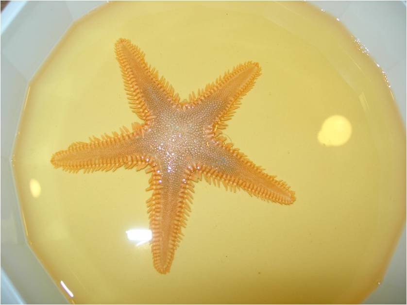 Astropecten platyacanthus (Philippi, 1837)