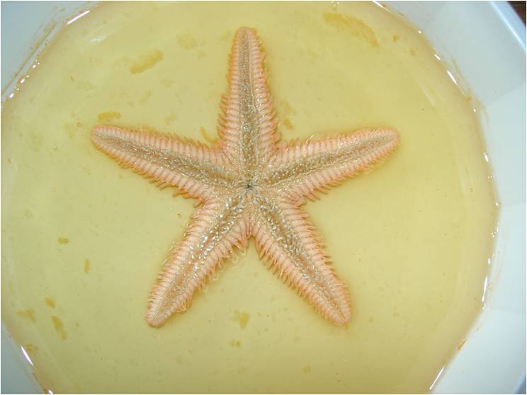 Astropecten platyacanthus (Philippi, 1837)