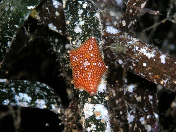 Asterina panceri (Gasco, 1870)