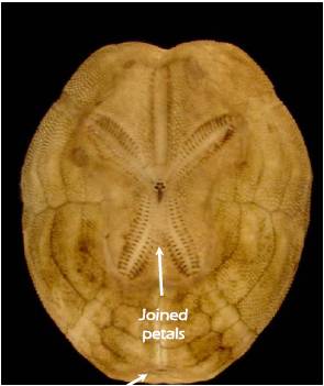 teche:Brissopsis lyrifera, Brissopsis atlantica mediterranea