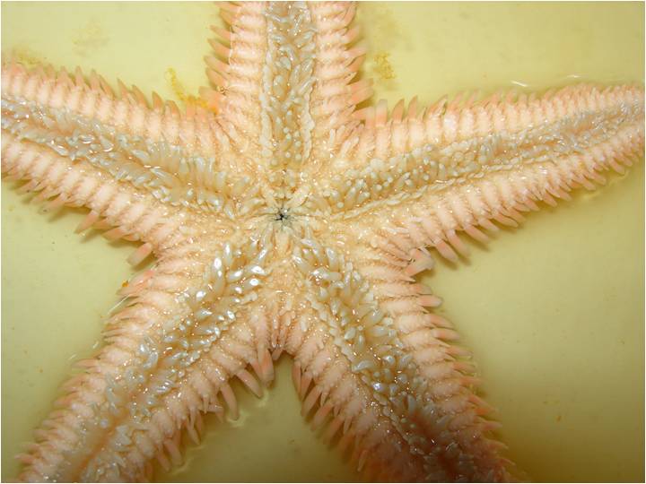 Astropecten platyacanthus (Philippi, 1837)