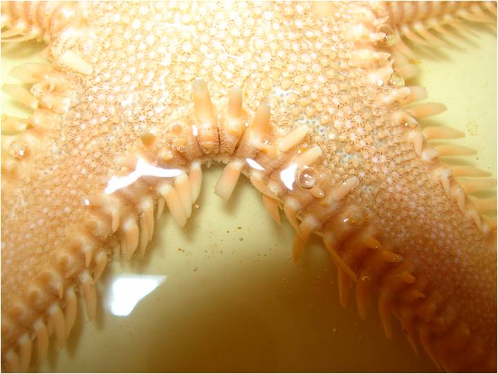 Astropecten platyacanthus (Philippi, 1837)