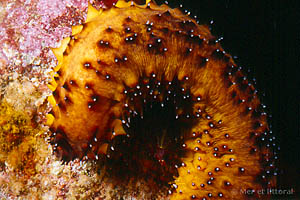 Holothuria sanctori e Holothuria forskali