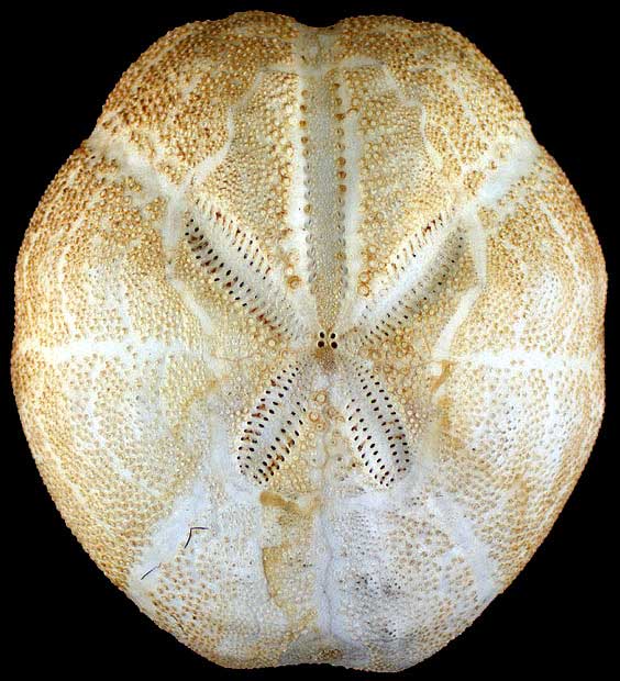 teche:Brissopsis lyrifera, Brissopsis atlantica mediterranea